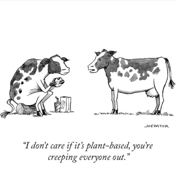 cows eating plant based burgers.jpg