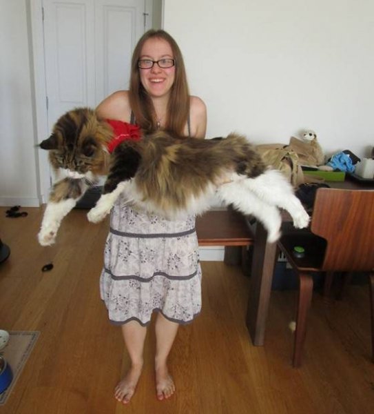 Giant-Maine-Coon-Cat2.jpg