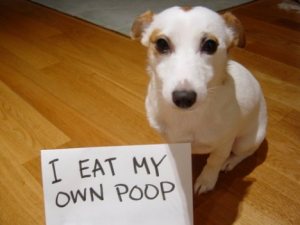 Tips-To-Get-Your-Dog-To-Stop-Eating-Poop.jpg